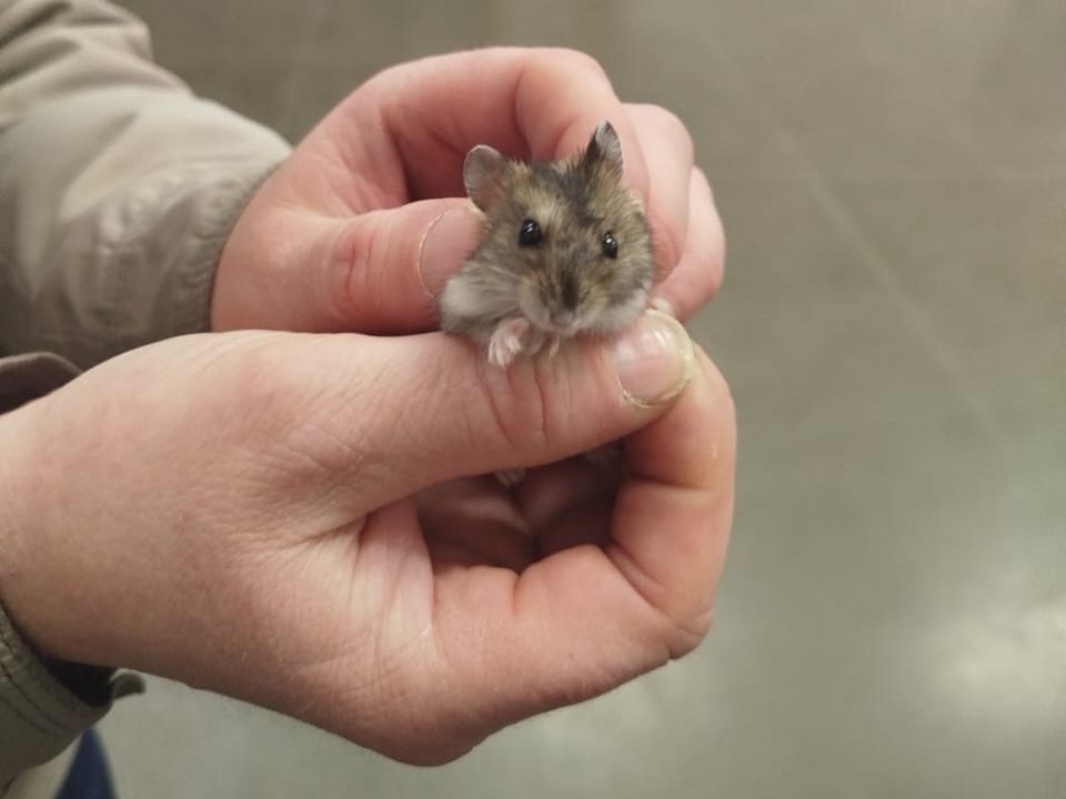 Превью новости